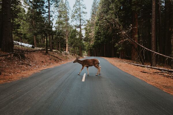 que hacer animales cruzan carretera