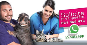 Ofertas Veterinario esterilizar gata