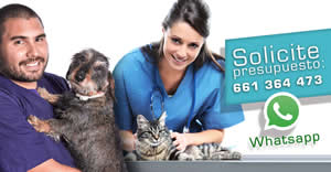 Ofertas Veterinario esterilizar gato