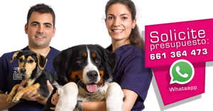 Ofertas Veterinario esterilizar perra