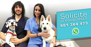 Ofertas Veterinario esterilizar perro