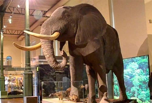 Muévete como un animal