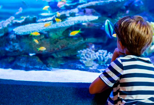 15 diciembre 2018Atlantis Aquarium