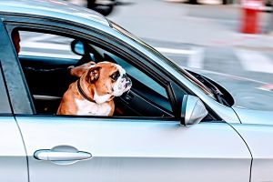 Ir en coche con mascota 