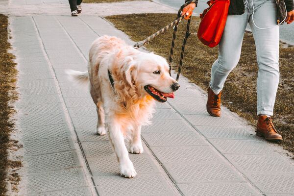 nueva ley es obligatorio seguro resp civil perros