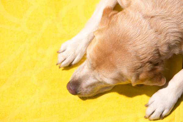 Consejos para conducir seguros durante una ola de calor