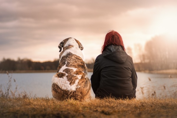 ¿Qué pasa con las mascotas en una separación?